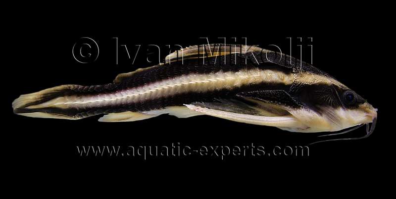 Platydoras costatus
